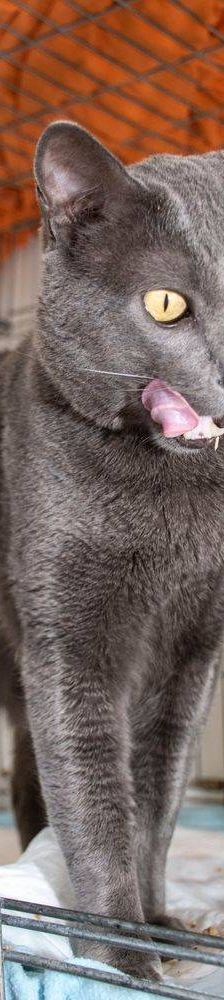 Adonis – Russisch Blau Mischling, Männchen, 3 Jahre, 65520 Bad Camberg – Foto 9