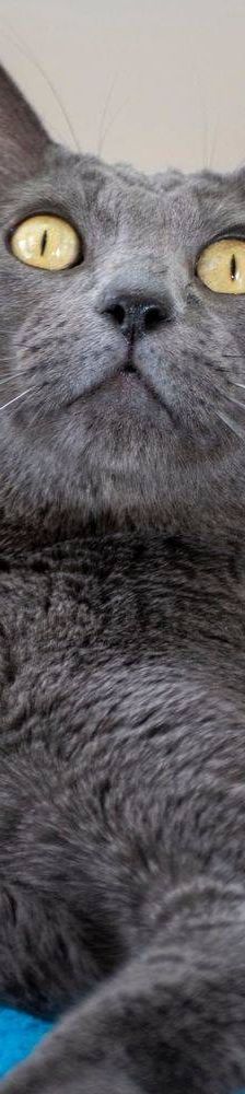 Adonis – Russisch Blau Mischling, Männchen, 3 Jahre, 65520 Bad Camberg – Foto 10