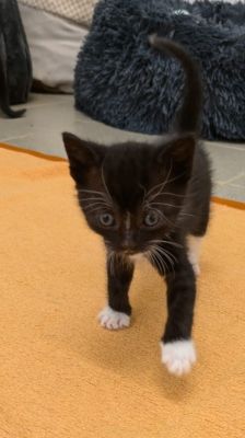 Sumi – Katze, Weibchen, 2 Monate, 39576 Stendal – Foto 1