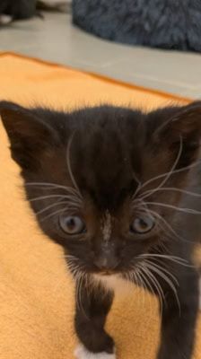 Sumi – Katze, Weibchen, 2 Monate, 39576 Stendal – Foto 2