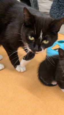 Sumi – Katze, Weibchen, 2 Monate, 39576 Stendal – Foto 3