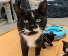 Sumi – Katze, Weibchen, 2 Monate, 39576 Stendal – Foto 5