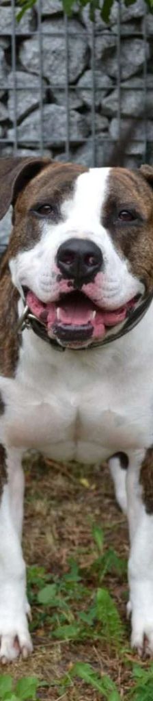 Baddy – Staffordshire-Terrier, Männchen, 2 Jahre 11 Monate, 13057 Berlin – Foto 1