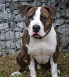 Baddy – Staffordshire-Terrier, Männchen, 2 Jahre 11 Monate, 13057 Berlin – Foto 2