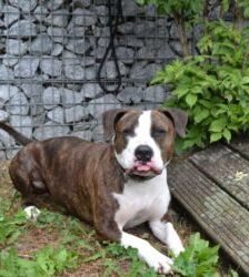 Baddy – Staffordshire-Terrier, Männchen, 2 Jahre 11 Monate, 13057 Berlin – Foto 3