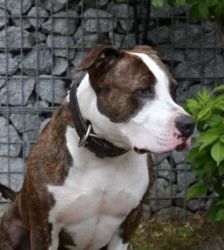 Baddy – Staffordshire-Terrier, Männchen, 2 Jahre 11 Monate, 13057 Berlin – Foto 4