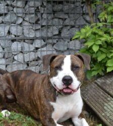 Baddy – Staffordshire-Terrier, Männchen, 2 Jahre 11 Monate, 13057 Berlin – Foto 5