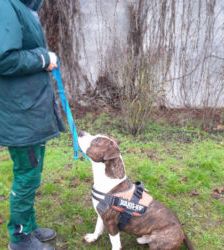Baddy – Staffordshire-Terrier, Männchen, 2 Jahre 11 Monate, 13057 Berlin – Foto 6