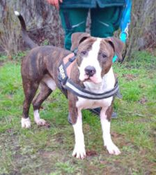 Baddy – Staffordshire-Terrier, Männchen, 2 Jahre 11 Monate, 13057 Berlin – Foto 7