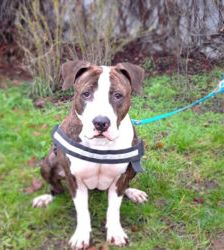 Baddy – Staffordshire-Terrier, Männchen, 2 Jahre 11 Monate, 13057 Berlin – Foto 8