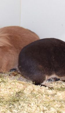 Anna – Löwenkopfmix-Zwergkaninchen, Weibchen, 3 Jahre, 90537 Feucht – Foto 3
