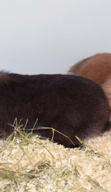 Anna – Löwenkopfmix-Zwergkaninchen, Weibchen, 3 Jahre, 90537 Feucht – Foto 5