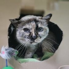 Charly – Europäisch Kurzhaar, Weibchen, 7 Jahre, 97525 Schwebheim – Foto 1