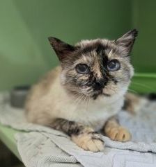 Charly – Europäisch Kurzhaar, Weibchen, 7 Jahre, 97525 Schwebheim – Foto 2