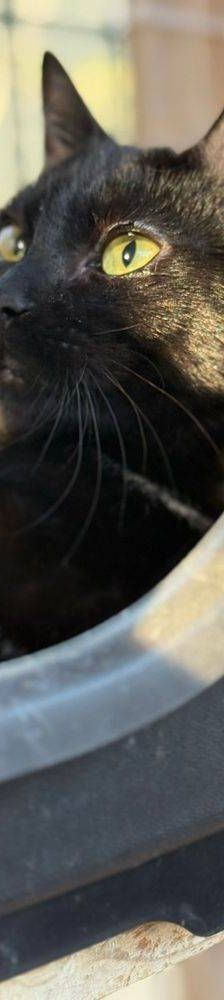 Quasi – EKH, Weibchen, 5 Monate, 65520 Bad Camberg – Foto 11