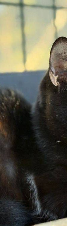 Quasi – EKH, Weibchen, 5 Monate, 65520 Bad Camberg – Foto 10