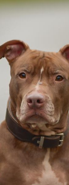 Lametta – Pitbull, Weibchen, 4 Jahre 8 Monate, 45141 Essen – Foto 1