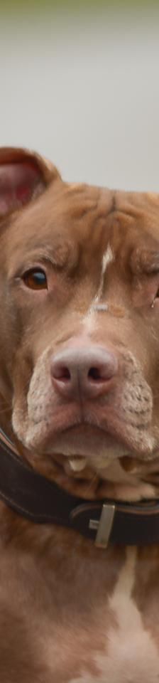 Lametta – Pitbull, Weibchen, 4 Jahre 8 Monate, 45141 Essen – Foto 2