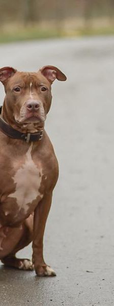 Lametta – Pitbull, Weibchen, 4 Jahre 8 Monate, 45141 Essen – Foto 3