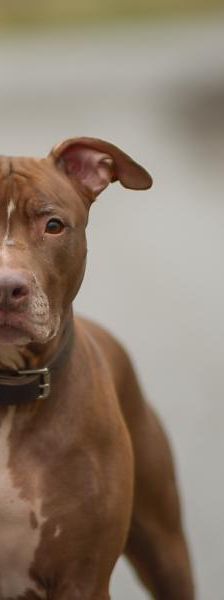 Lametta – Pitbull, Weibchen, 4 Jahre 8 Monate, 45141 Essen – Foto 4