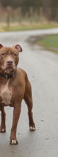 Lametta – Pitbull, Weibchen, 4 Jahre 8 Monate, 45141 Essen – Foto 5