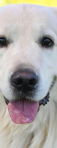 Logan – Golden Retriever, Männchen, 1 Jahr 7 Monate, 13057 Berlin – Foto 1