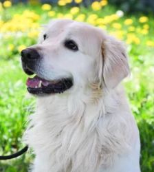 Logan – Golden Retriever, Männchen, 1 Jahr 7 Monate, 13057 Berlin – Foto 2