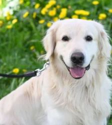 Logan – Golden Retriever, Männchen, 1 Jahr 7 Monate, 13057 Berlin – Foto 3