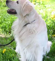 Logan – Golden Retriever, Männchen, 1 Jahr 7 Monate, 13057 Berlin – Foto 4