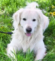 Logan – Golden Retriever, Männchen, 1 Jahr 7 Monate, 13057 Berlin – Foto 5