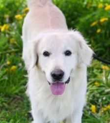 Logan – Golden Retriever, Männchen, 1 Jahr 7 Monate, 13057 Berlin – Foto 6