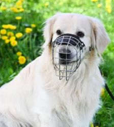 Logan – Golden Retriever, Männchen, 1 Jahr 7 Monate, 13057 Berlin – Foto 7