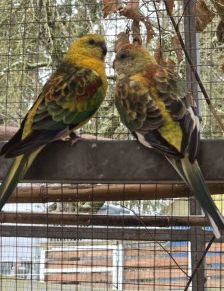 Silas und Siane – 2x Singsittiche, Unbekannt, 7 Jahre, 70195 Stuttgart-Botnang – Foto 1