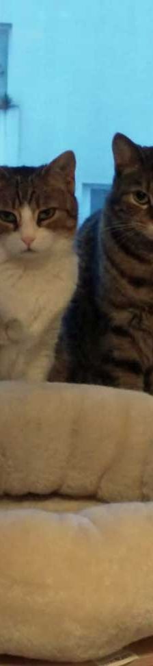 Helga – EKH, Weibchen, 3 Jahre, 82031 Grünwald – Foto 2