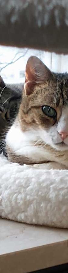 Helga – EKH, Weibchen, 3 Jahre, 82031 Grünwald – Foto 5