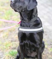 Luna – Labrador-Retriever-Mix, Weibchen, 60 Monate, 13057 Berlin – Foto 2