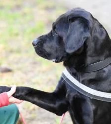 Luna – Labrador-Retriever-Mix, Weibchen, 60 Monate, 13057 Berlin – Foto 3