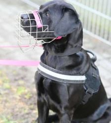 Luna – Labrador-Retriever-Mix, Weibchen, 60 Monate, 13057 Berlin – Foto 4