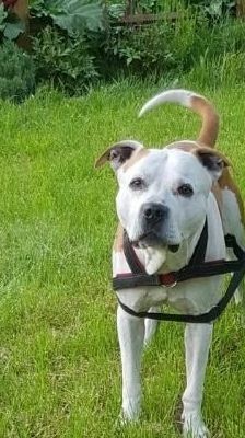 Wotan – Pitbull, Männchen, 8 Jahre, 39576 Stendal – Foto 1