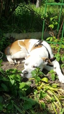 Wotan – Pitbull, Männchen, 8 Jahre, 39576 Stendal – Foto 2