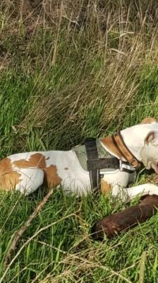 Wotan – Pitbull, Männchen, 8 Jahre, 39576 Stendal – Foto 3