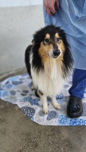 Liz – Collie, Weibchen, 2 Jahre, 97525 Schwebheim – Foto 1