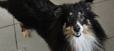 Liz – Collie, Weibchen, 2 Jahre, 97525 Schwebheim – Foto 3