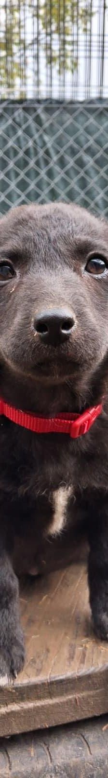 Dobby – Mischling, Weibchen, 8 Monate, Nordic Strays e.V. – Foto 1