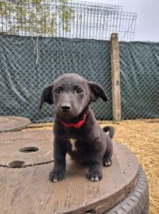 Dobby – Mischling, Weibchen, 8 Monate, Nordic Strays e.V. – Foto 2