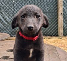 Dobby – Mischling, Weibchen, 8 Monate, Nordic Strays e.V. – Foto 3