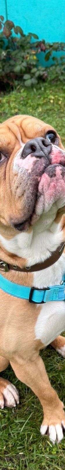 Capone – Old English Bulldog-Continental Bulldog-Mix, Männchen, 1 Jahr 7 Monate, 50969 Köln-Zollstock – Foto 2