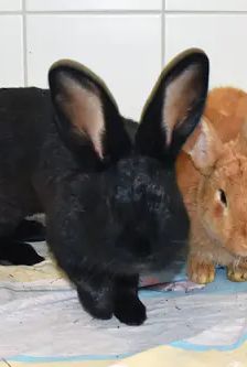 Hazel – Stallkaninchenmix, Weibchen, 11 Monate, 90537 Feucht – Foto 1
