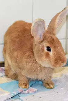 Hazel – Stallkaninchenmix, Weibchen, 11 Monate, 90537 Feucht – Foto 3