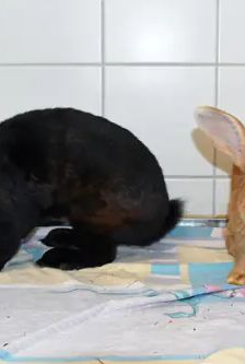 Hazel – Stallkaninchenmix, Weibchen, 11 Monate, 90537 Feucht – Foto 4